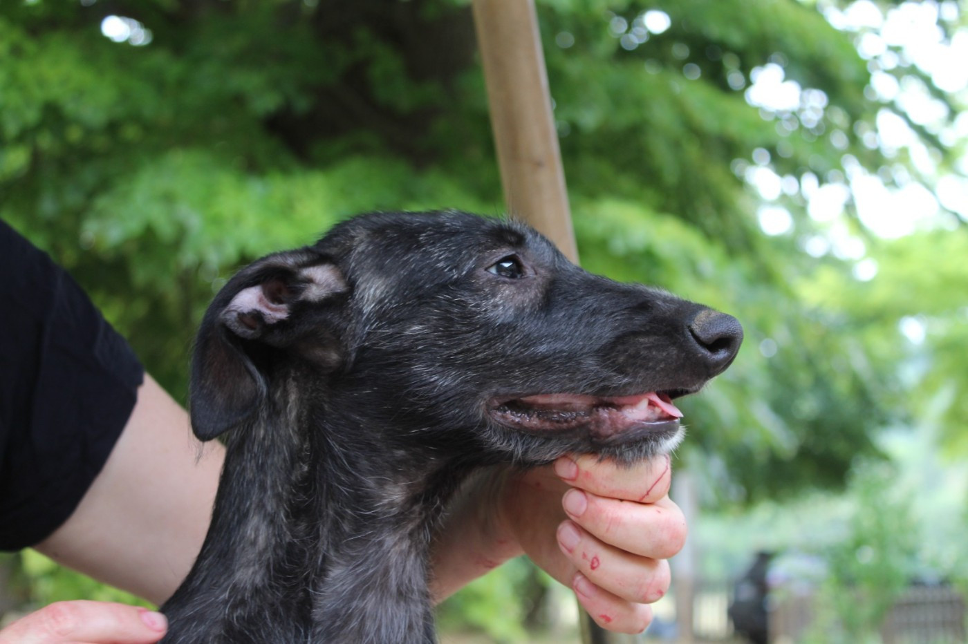 d'Ardalie - Chiots disponibles - Levrier Ecossais