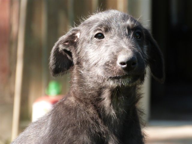 d'Ardalie - Levrier Ecossais - Portée née le 27/02/2020