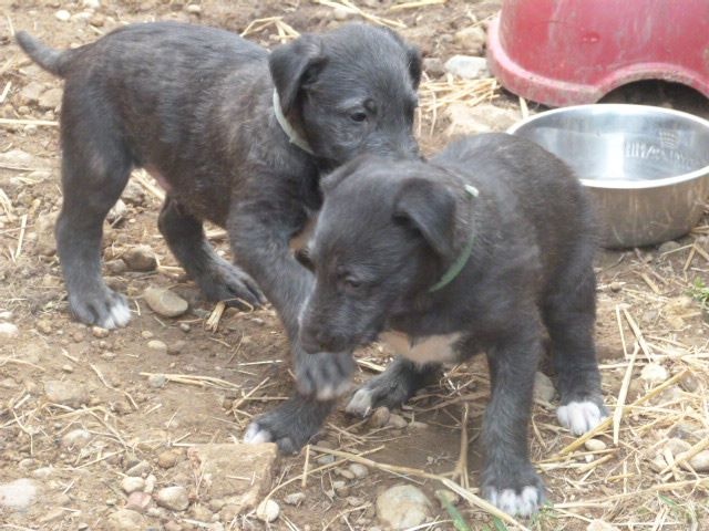 Chiot Levrier Ecossais d'Ardalie